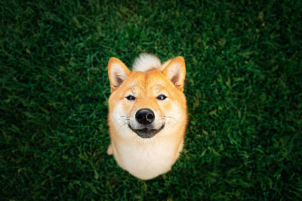 Adorable Shiba Inu sitting on green grass Top view of cute dog looking at camera while sitting on green lawn in park in Saint Petersburg, Russia shiba inu stock pictures, royalty-free photos & images