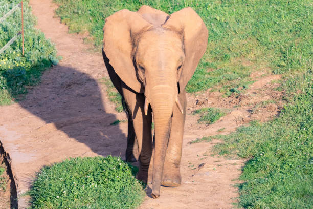 istock Big male elephant on a meadow 1187235414