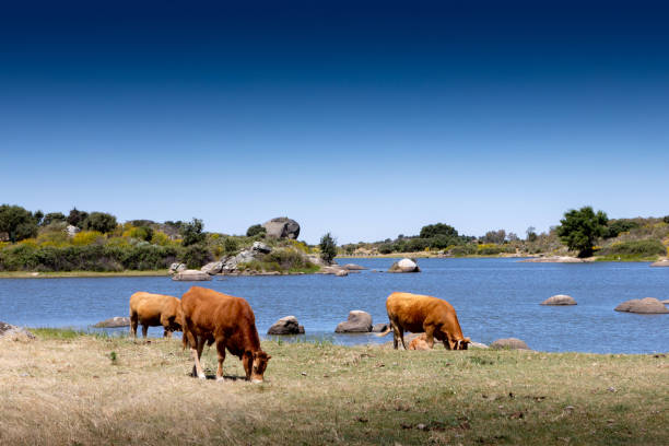 istock Beef cow grazing in the pastures 1187235436
