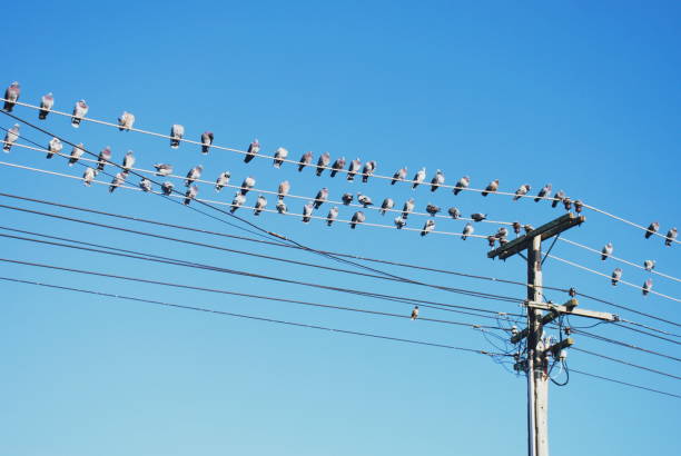 istock Homing Pigeon Birds on Electricity Wire 1187236224
