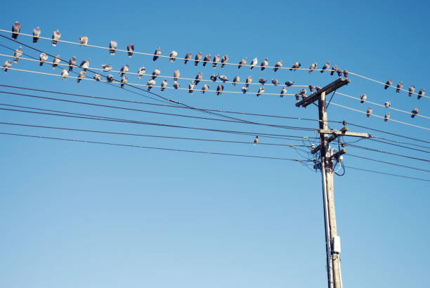 istock Homing Pigeon Birds on Electricity Wire 1187236284