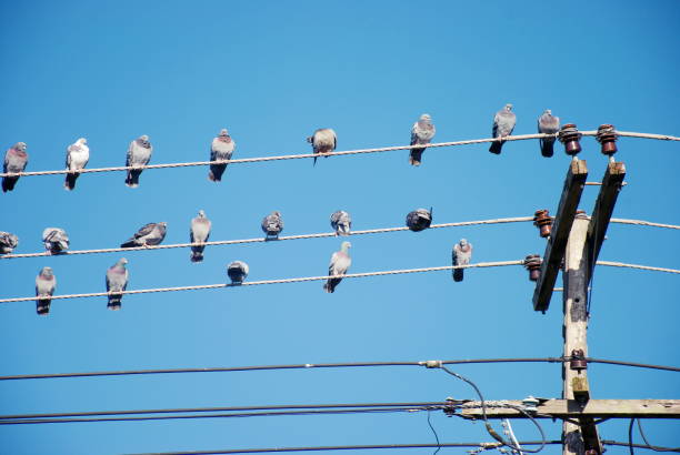 istock Homing Pigeon Birds on Electricity Wire 1187236306