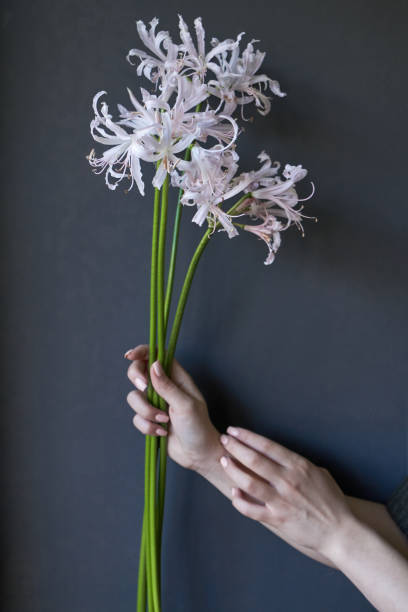 Close-up of the female hands holds a flowering Nerine bowdenii, selective focus Close up of the female hands holds a flowering Nerine bowdenii, selective focus pink flowering dogwood stock pictures, royalty-free photos & images