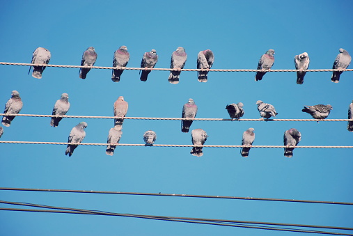 Homing Pigeon Birds on Electricity Wire