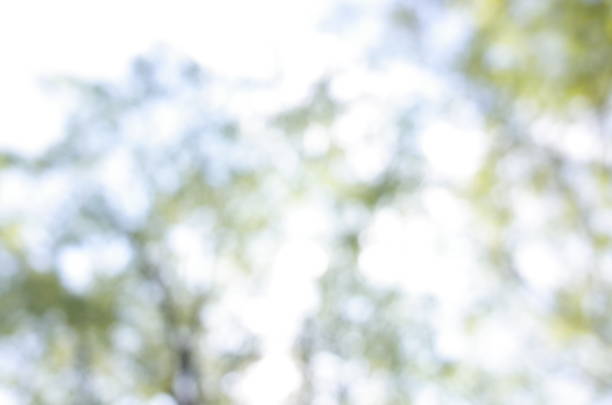 Mountain trees, Natural defocus, blur background image in the park