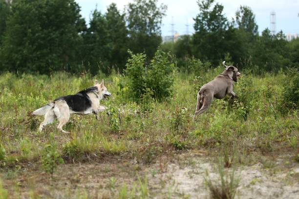 istock Active Shepherd and Weimaraner dogs playing in forest 1187239457