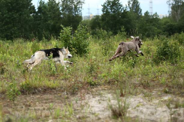 istock Active Shepherd and Weimaraner dogs playing in forest 1187239459