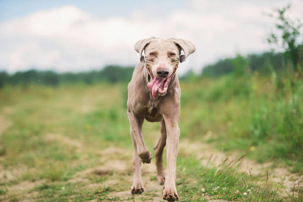 istock Purebred Weimaraner hound walking on meadow on green grass 1187239467