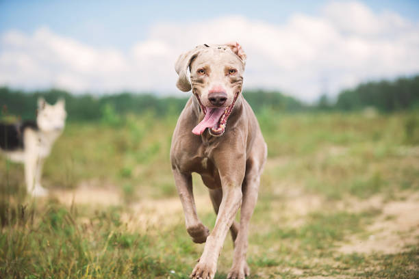 istock Happy Weimaraner dog playing in summer field 1187239482