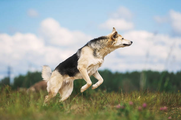 istock Curious young Shepherd dog standing on field 1187239489