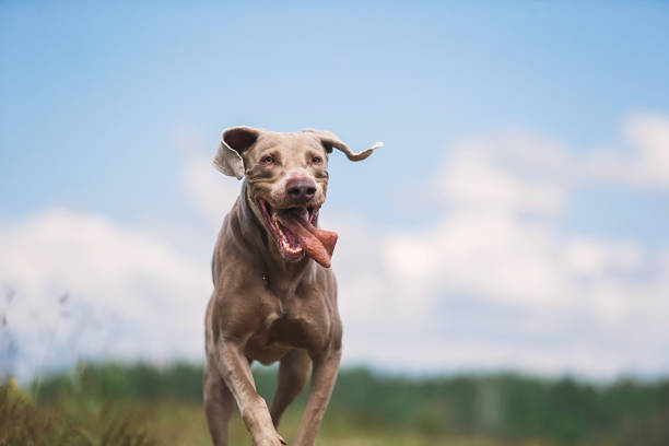 glücklicher weimaraner hund spielt im sommerfeld - action dog outdoors animal trainer stock-fotos und bilder