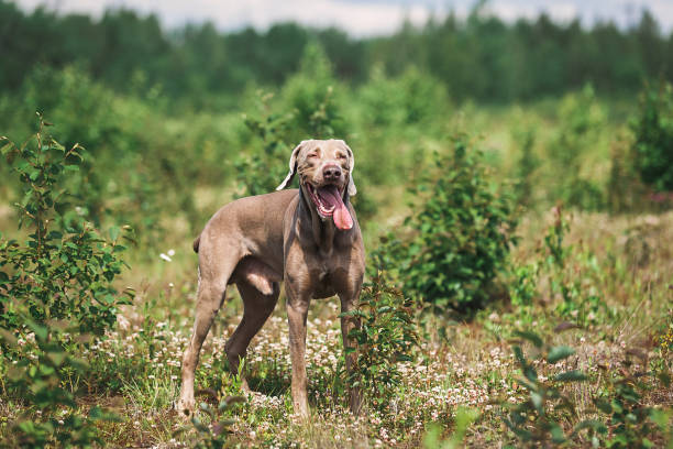 istock Gorgeous Weimaraner hound sitting on sunny meadow 1187239515