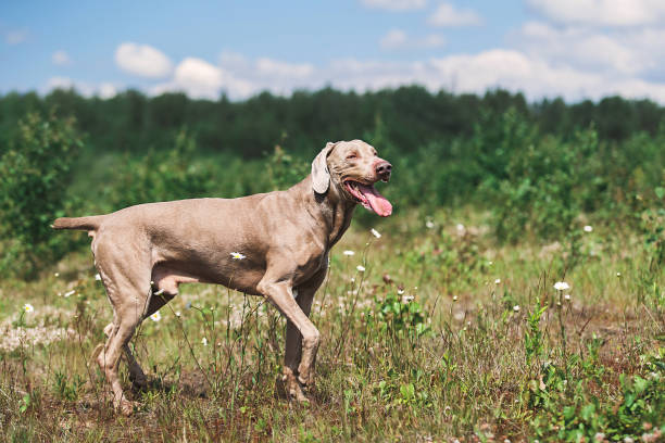 istock Gorgeous Weimaraner hound sitting on sunny meadow 1187239664