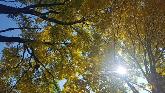 View from the bottom of the foliage at the beginning of the autumn colors in Quebec.