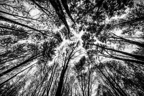 istock The trees that surround me 1187242116