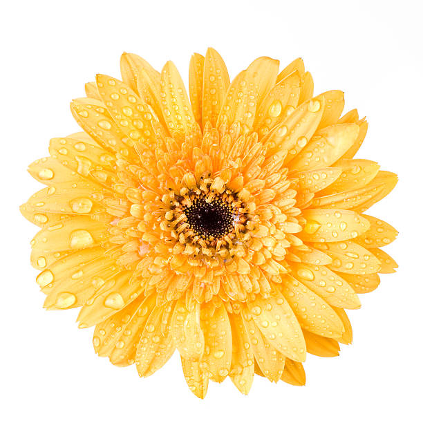 istock yellow daisy-gerbera head with water drops 118724290