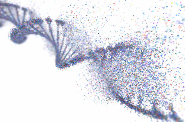 oxidative dna-schäden genetische störung molekulare struktur - dna chromosome genetic research genetic mutation stock-fotos und bilder