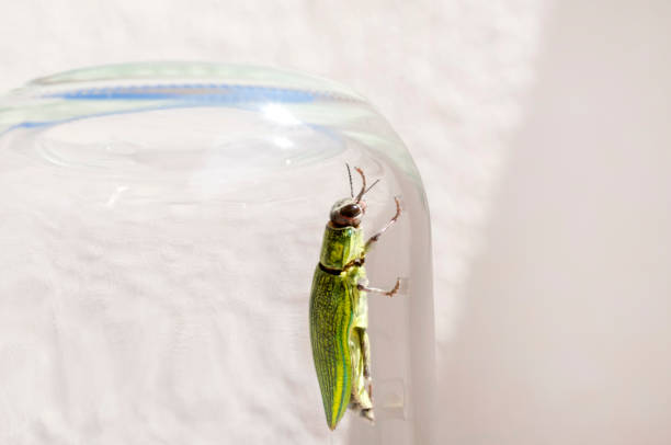 Jewel beetle, Buprestidae, Chrysodema dalmanni