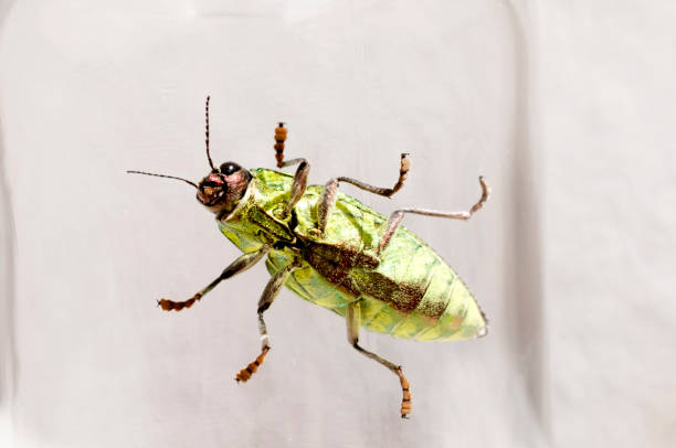 istock Jewel beetle, Buprestidae, Chrysodema dalmanni 1187243054