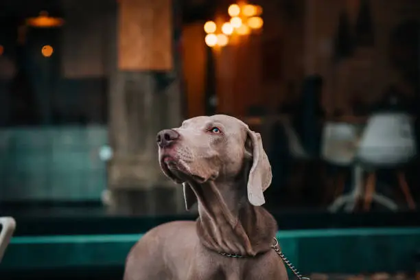 Photo of Weimaraner dog