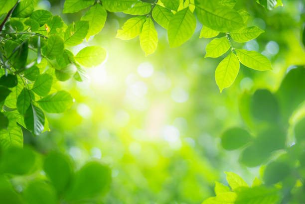 istock Closeup green leaf with beauty bokeh under sunlight background 1187245087
