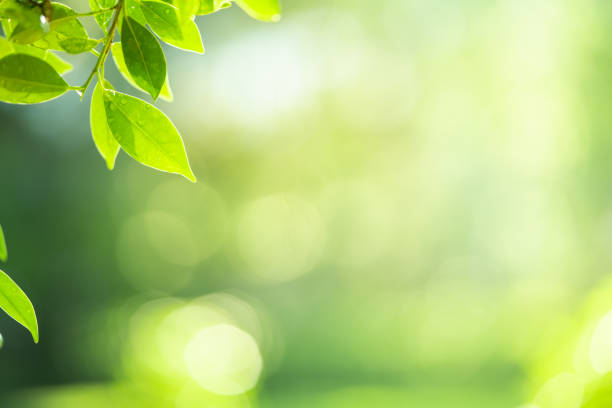 istock Closeup green leaf with beauty bokeh under sunlight background 1187245135