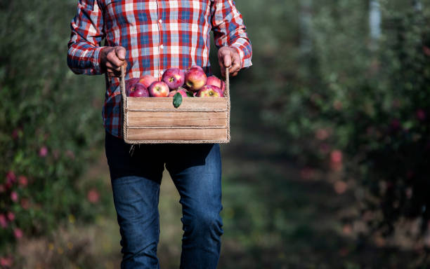 istock Farmer picking apples in orchard 1187245473