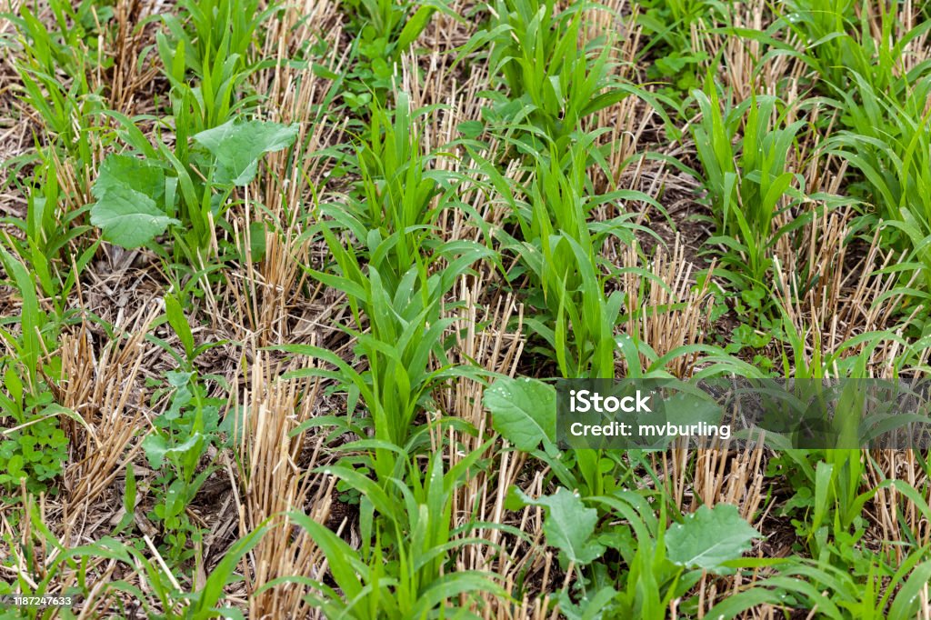 Close-up of cover crops. Close-up of cover crops growing between rows winter wheat stubble. Crop - Plant Stock Photo