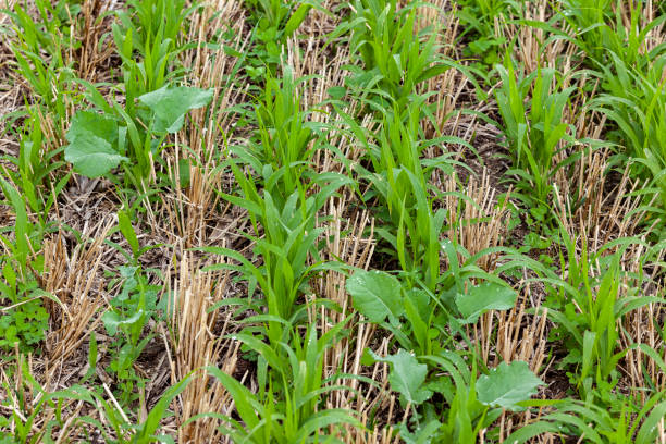 Close-up of cover crops. Close-up of cover crops growing between rows winter wheat stubble. Over stock pictures, royalty-free photos & images