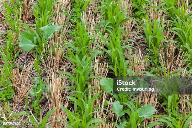 Closeup Of Cover Crops Stock Photo - Download Image Now - Crop - Plant, Covering, Rye - Grain