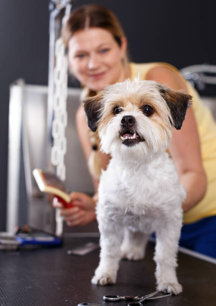 istock Havanese puppy getting grooming in salon 1187248949