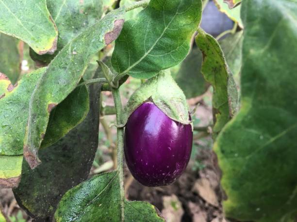 istock Purple eggplant in the garden 1187253627