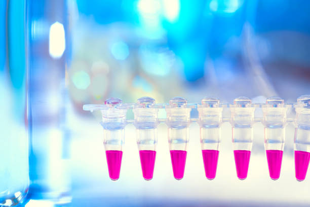Natural science and modern molecular biology background with text space. Disposable plastic tubes in a strip with  pink colored DNA amplification mixture reactions, DNA analysis by PCR.