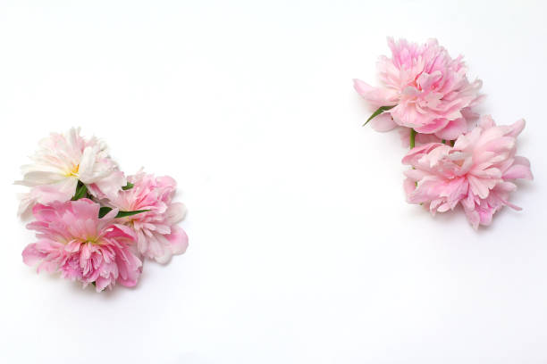 istock Frame of pink peonies on white background. Simple flat lay composition. Creative layout 1187254530