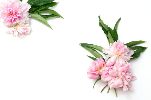 istock Frame from flowers on a white background. Composition of pink peonies. Flat lay, top view 1187254538