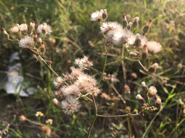 istock Morning grass flowers in the field 1187255147