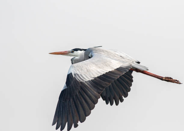 istock Great Heron in flight with wings in full view 1187255197