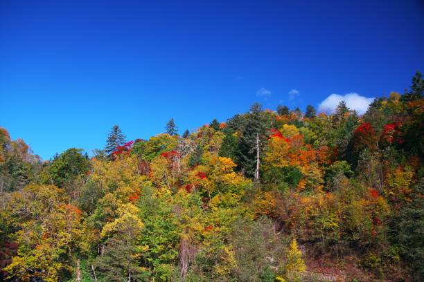istock Eniwa Valley in late autumn 1187257153