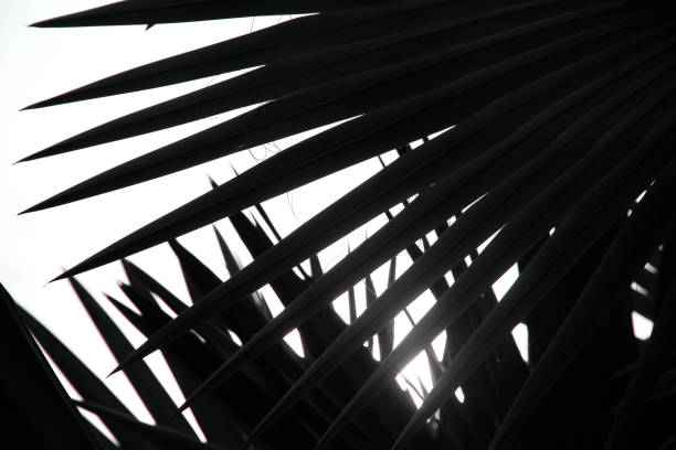 istock Silhouette palm leaves natural patterns and reflection sunlight background 1187258087