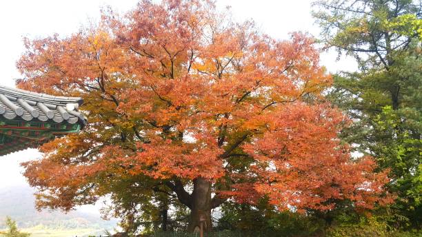 istock Autumn maple leaves colored in autumn 1187259113