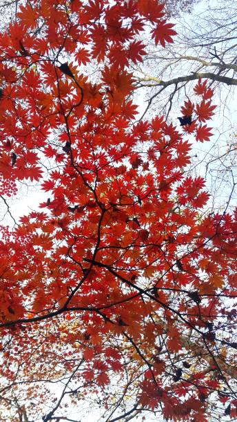 istock Autumn maple leaves colored in autumn 1187259155