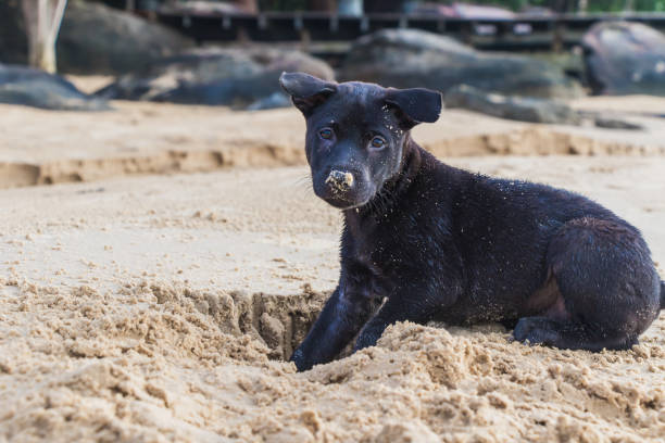 istock A cute puppy is running at the beach 1187260240