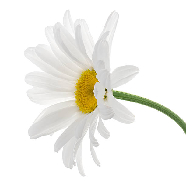 leucanthemum - whiteweed 뉴스 사진 이미지