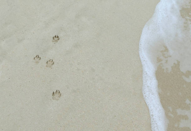 odcisk łapy na plaży - dog paw print beach footprint zdjęcia i obrazy z banku zdjęć