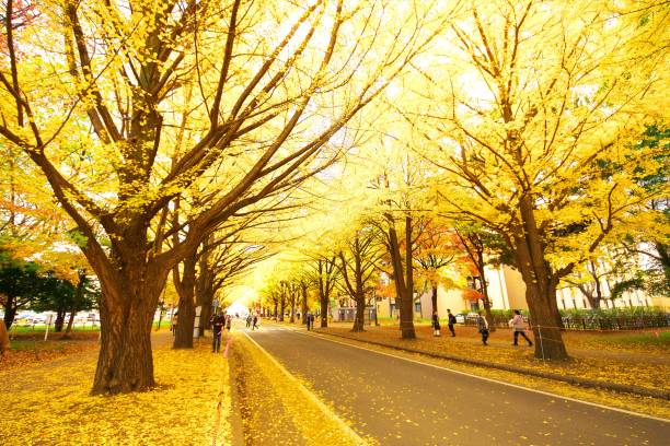 늦가을에 은행나무 줄 - ginkgo tree ginkgo tree japan 뉴스 사진 이미지