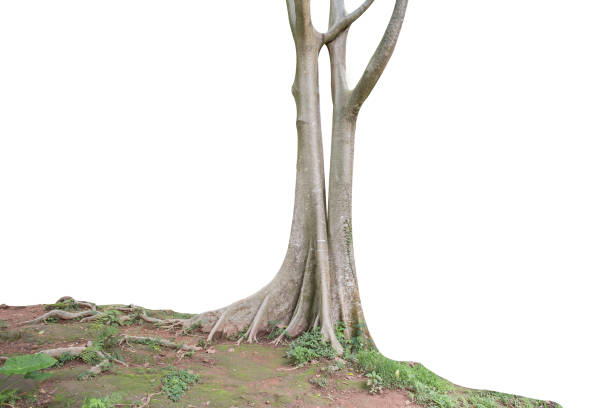 istock isolated big tree on White Background. tropical trees isolated used for design, 1187261394