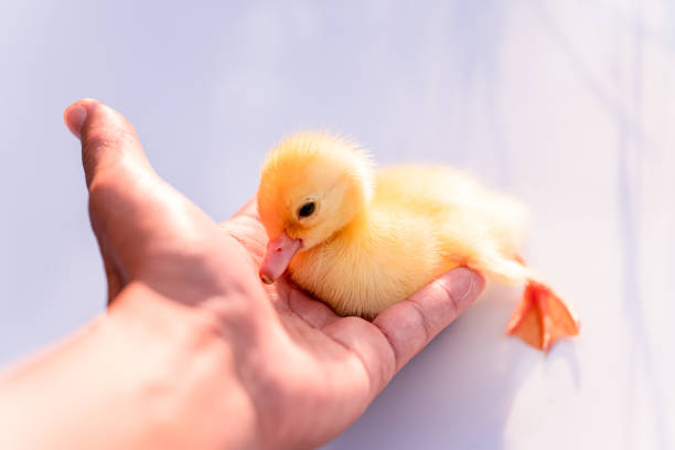 istock Yellow duckling on white background 1187262888