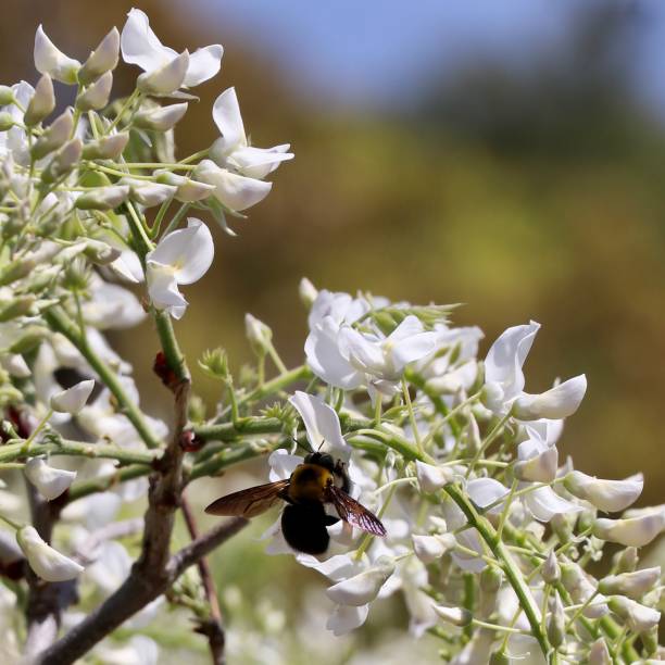 istock Wisteria and bee 1187262893