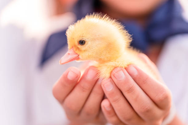 istock little yellow duckling on male hands 1187262951