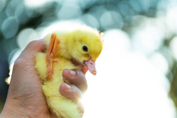 istock little yellow duckling on male hands 1187263521